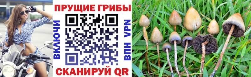 Псилоцибиновые грибы прущие грибы Купить где Устюжна