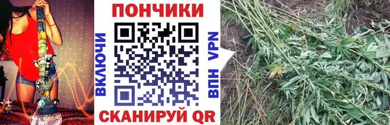 Купить  Устюжна  Бошки марихуана сатива 